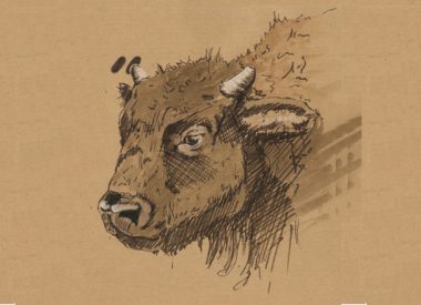Carnet animalier, zoom sur bison, Illustration d'Isabel Maina